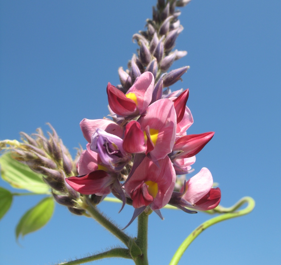 Image of Pueraria lobata specimen.