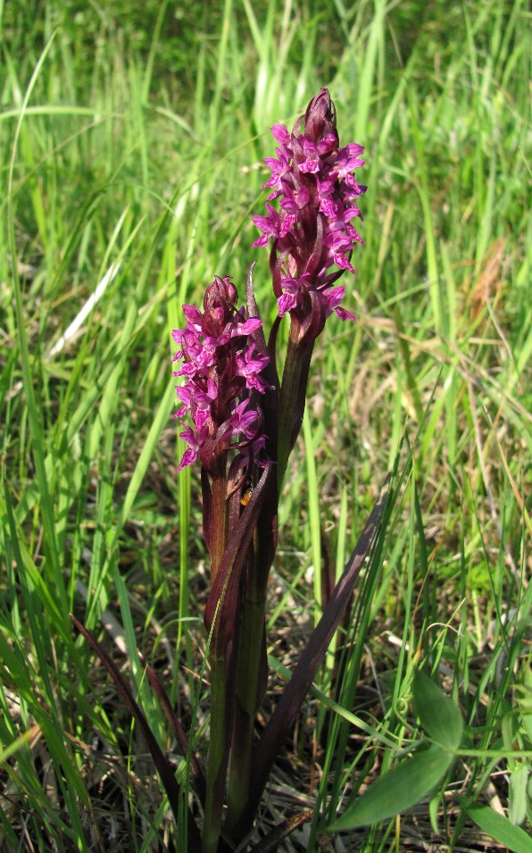 Изображение особи Dactylorhiza incarnata.