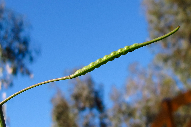 Image of Brassica sisymbrioides specimen.