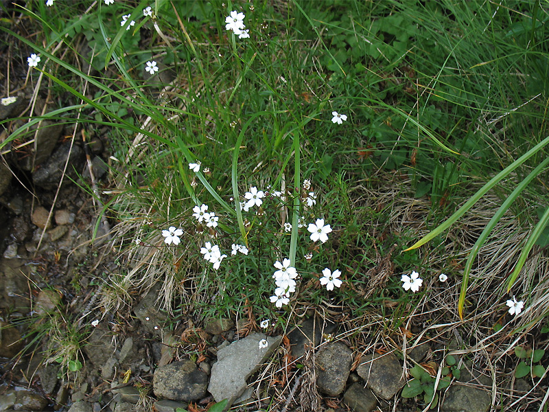 Изображение особи Heliosperma carpaticum.