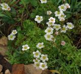 Saxifraga &times; arendsii