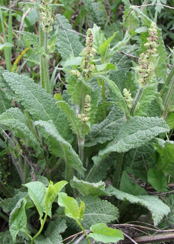 Image of Salvia pratensis specimen.