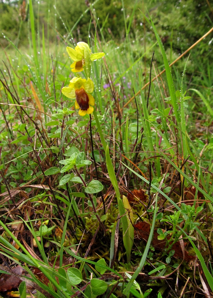 Image of Ophrys lutea specimen.