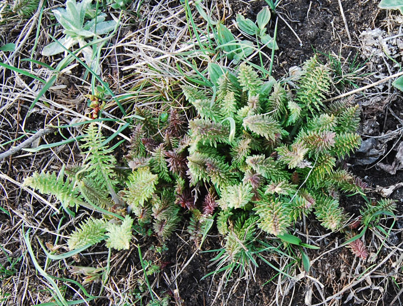 Image of Pedicularis sibthorpii specimen.