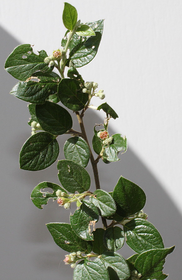 Изображение особи Cotoneaster dielsianus.