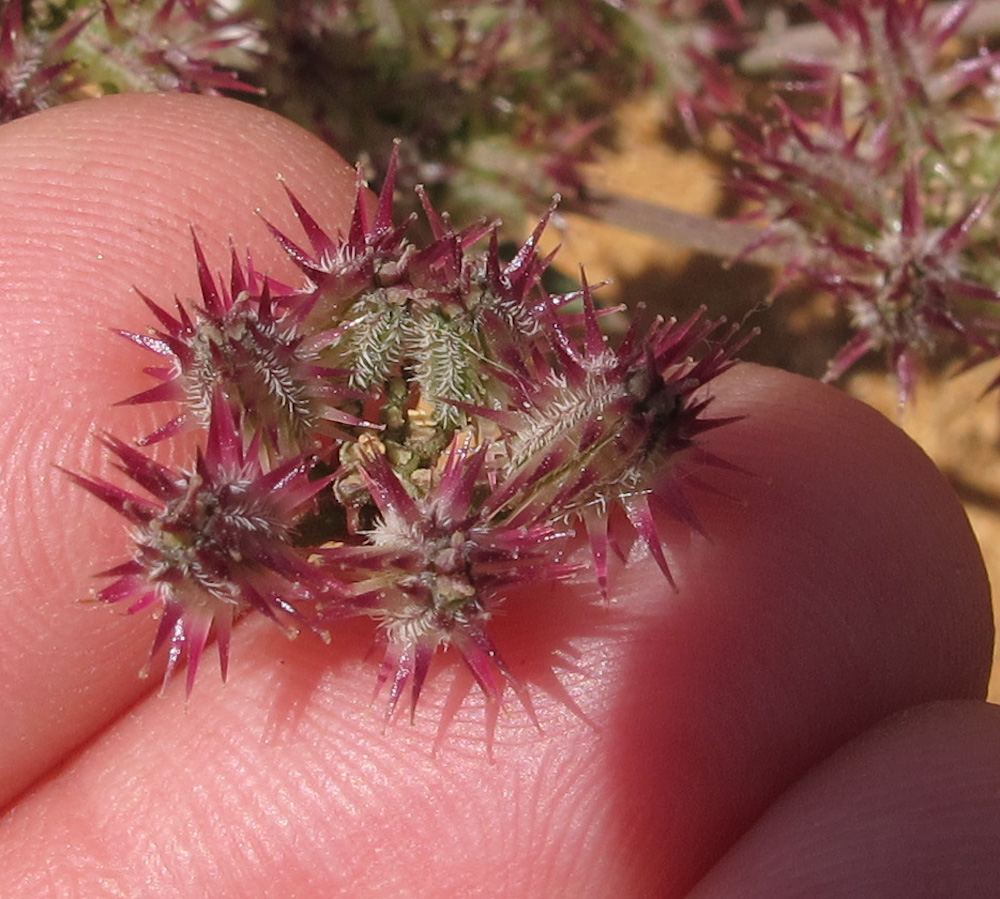 Image of Pseudorlaya pumila specimen.