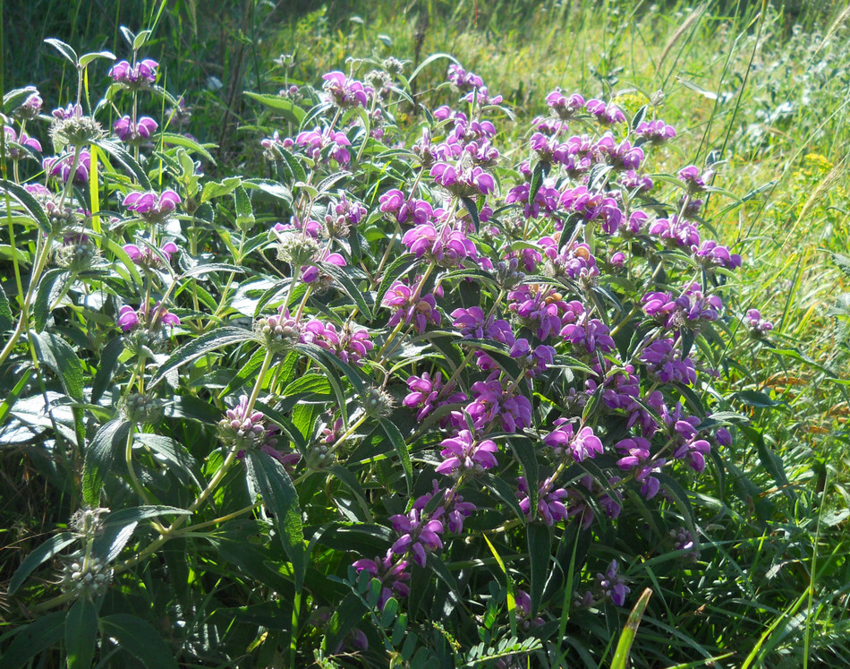 Image of Phlomis taurica specimen.