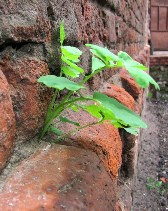 Image of Chelidonium majus specimen.