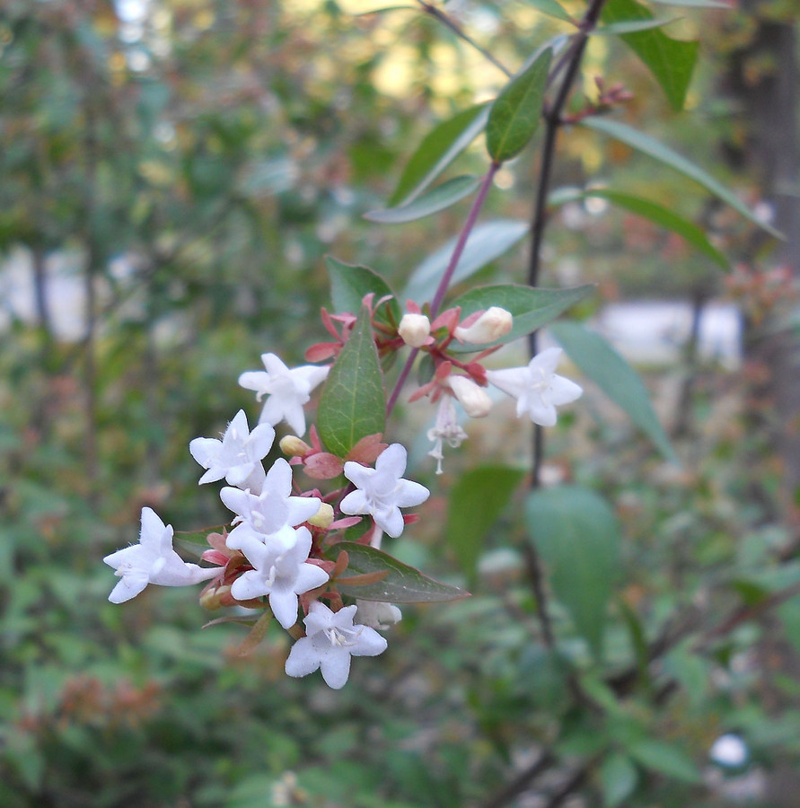 Image of Abelia &times; grandiflora specimen.