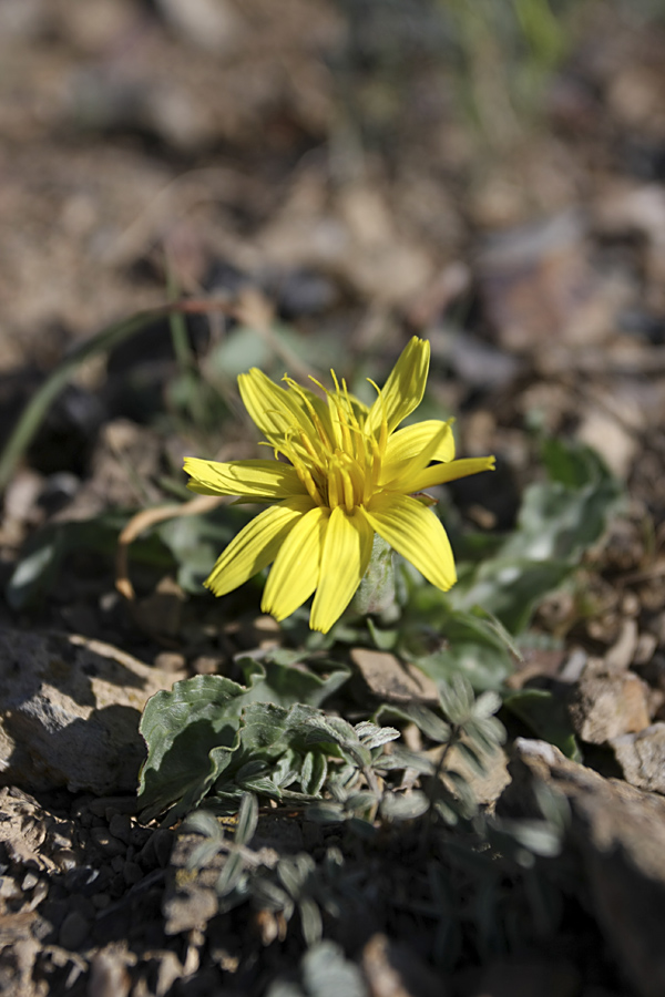 Image of genus Scorzonera specimen.