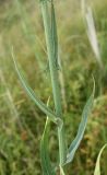 Sonchus palustris. Средняя часть побега. Белгородская обл., окр. пос. Борисовка, Острасьев яр, заболоченный луг. 20.07.2012.