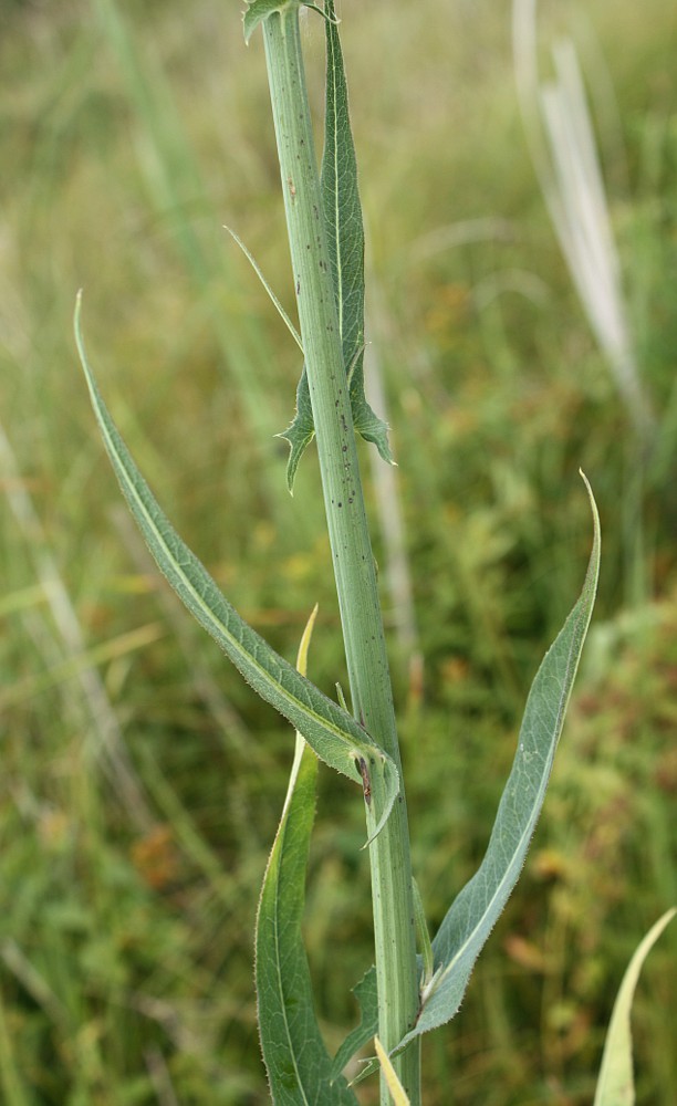 Изображение особи Sonchus palustris.