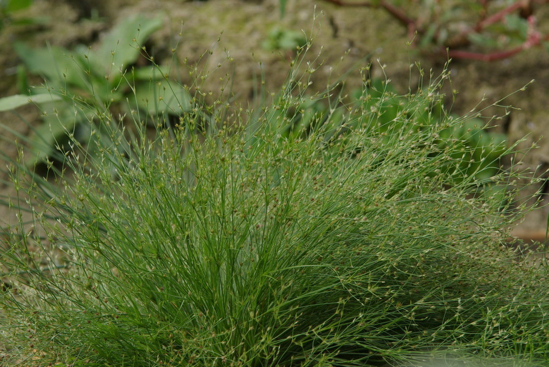 Image of Juncus sphaerocarpus specimen.