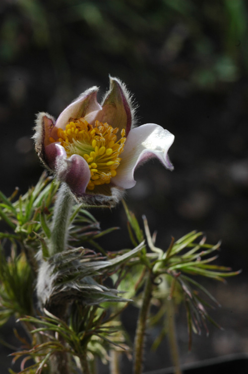 Image of Pulsatilla multifida specimen.