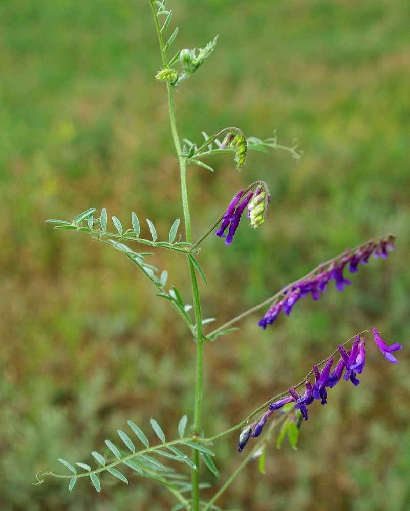 Image of Vicia varia specimen.