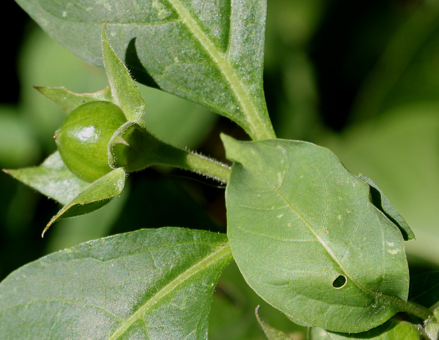 Image of Atropa bella-donna specimen.