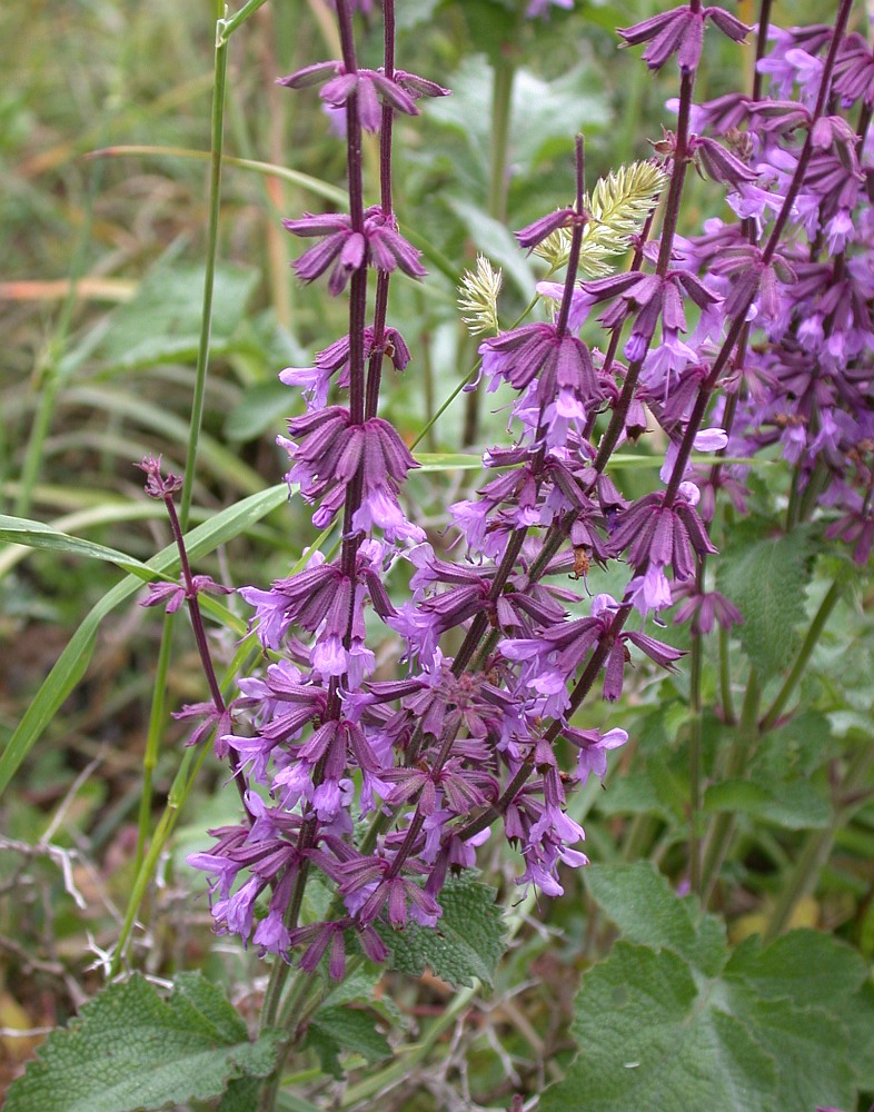 Image of Salvia judaica specimen.