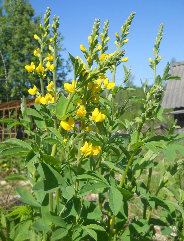 Изображение особи Thermopsis villosa.