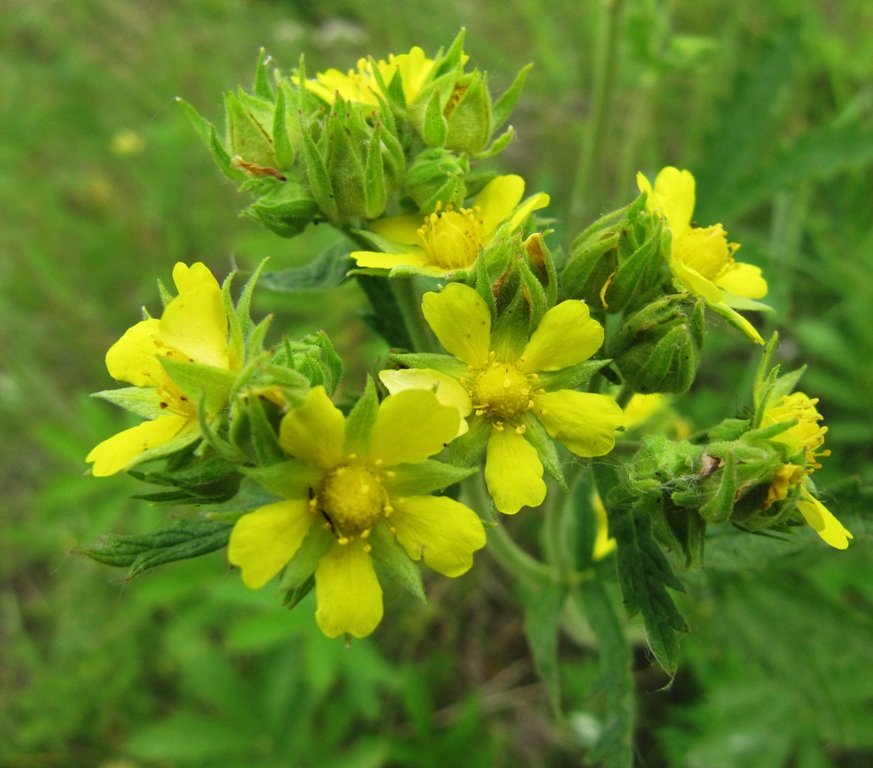 Изображение особи Potentilla longifolia.