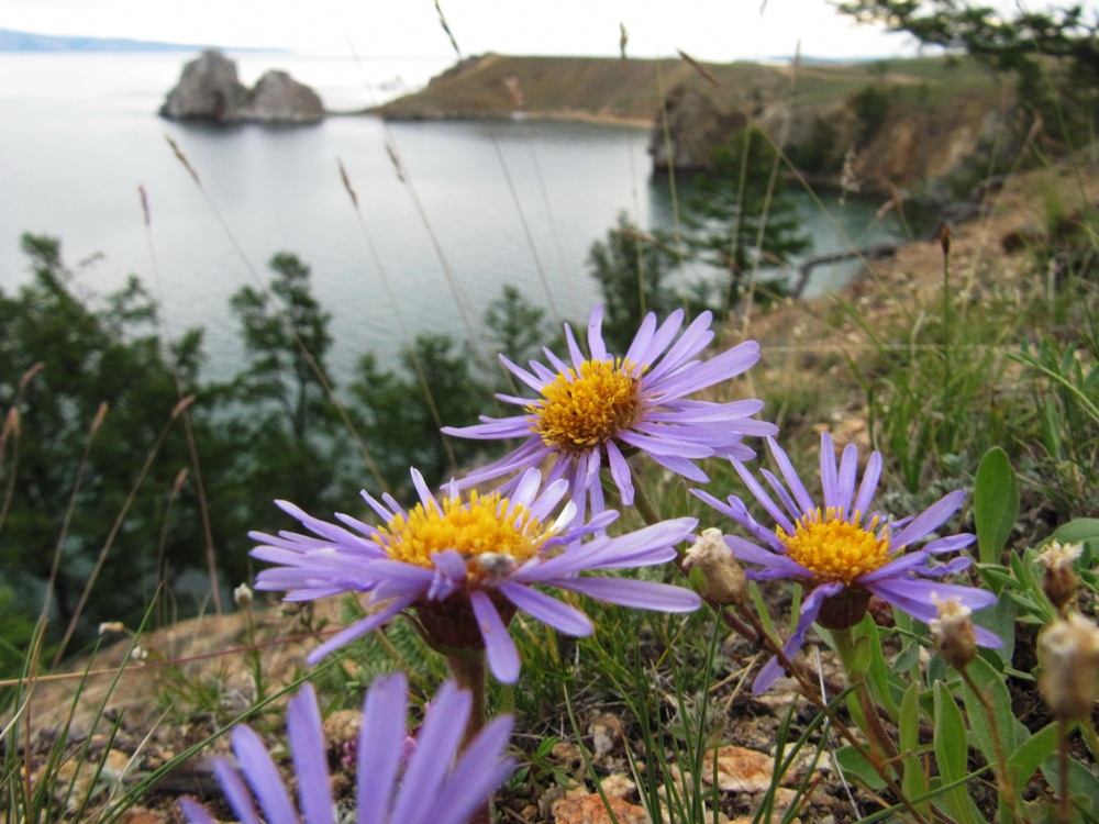 Изображение особи Aster alpinus.