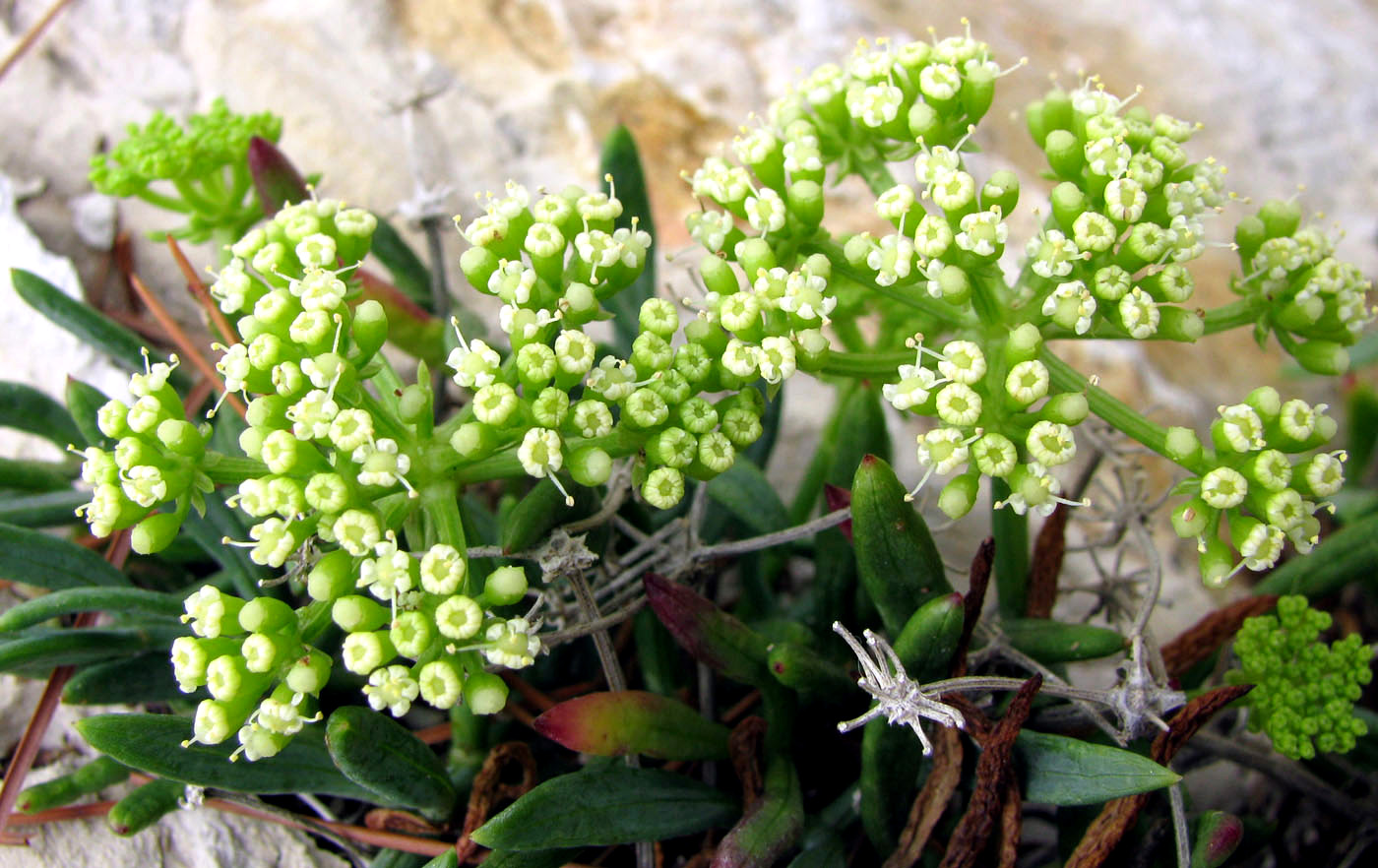 Image of Crithmum maritimum specimen.