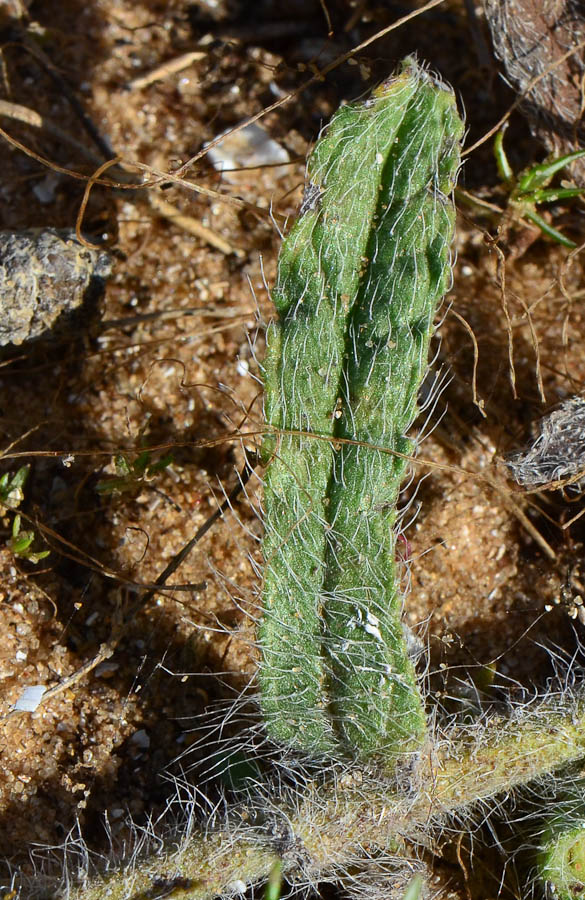 Image of Alkanna tinctoria specimen.