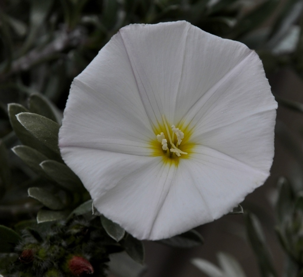 Image of Convolvulus cneorum specimen.