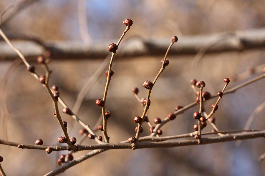 Image of genus Ulmus specimen.