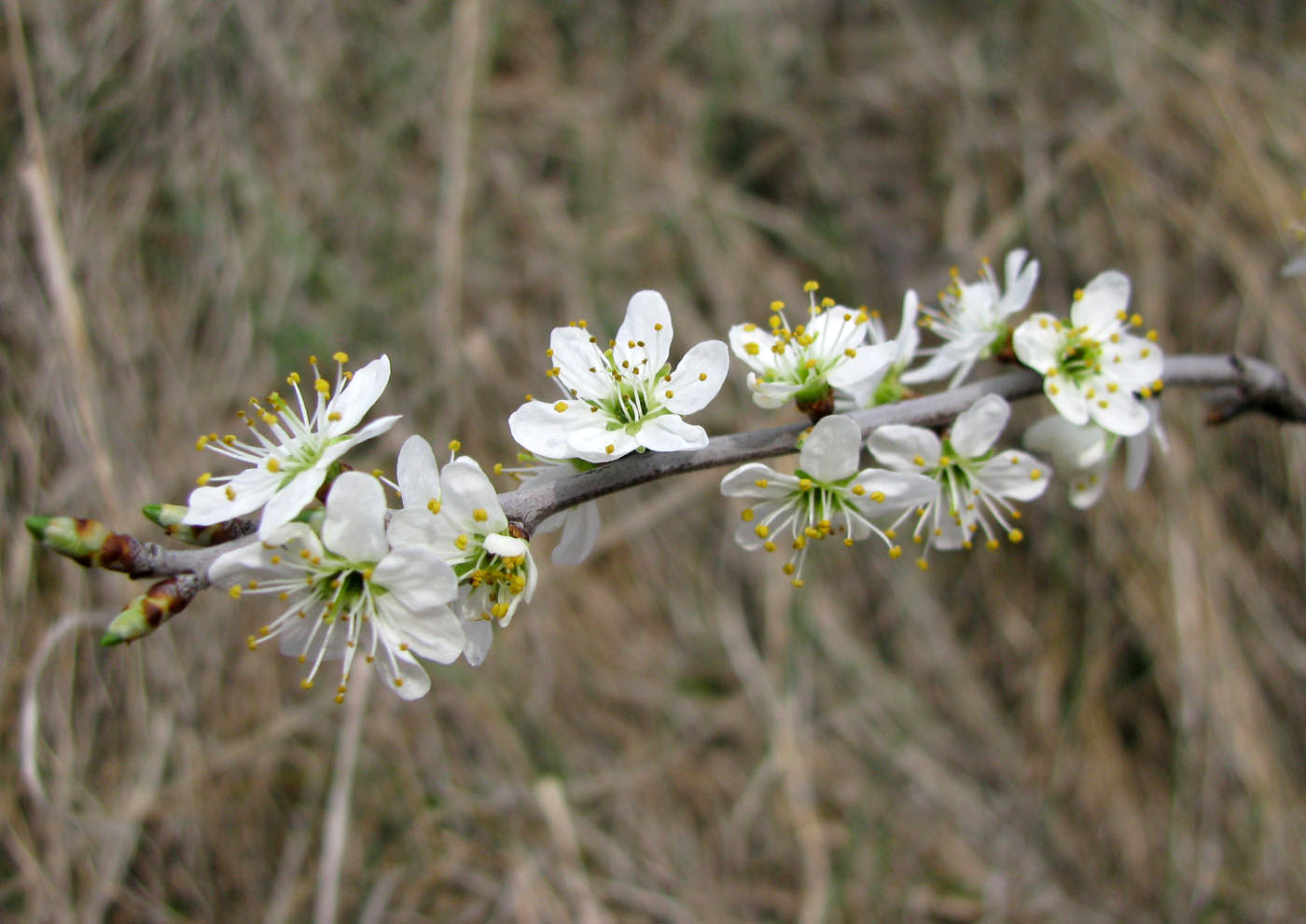 Изображение особи Prunus stepposa.