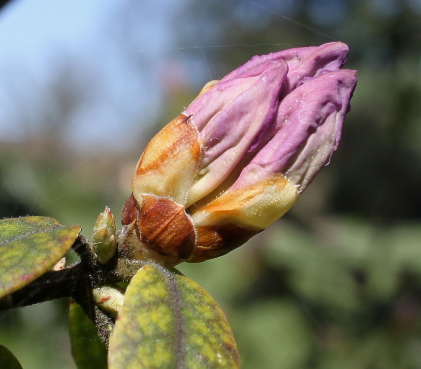 Image of Rhododendron augustinii specimen.