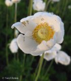 Anemone sylvestris. Цветок. Украина, Киевская обл., Мироновский р-н, окр. с. Мал. Букрин, РЛП \"Трахтемиров\", запущенное поле. 10 мая 2013 г.