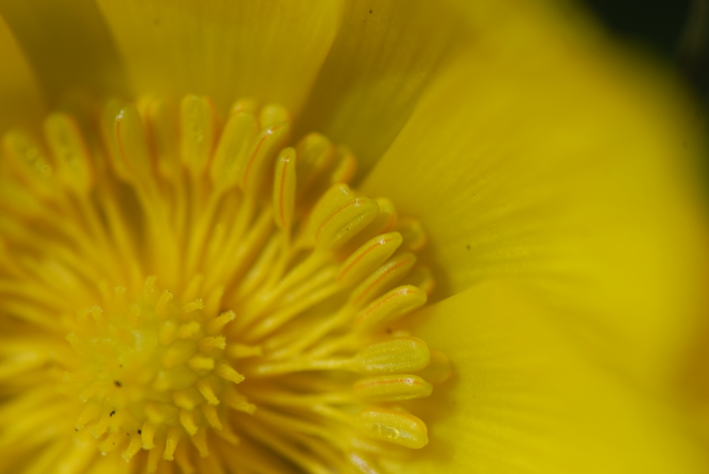 Image of Adonis apennina specimen.