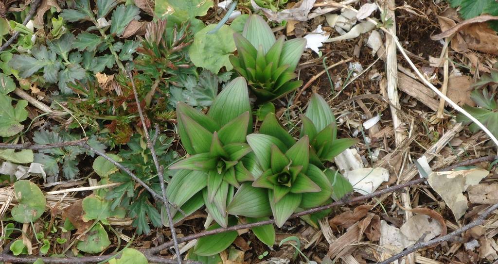 Image of Fritillaria camschatcensis specimen.