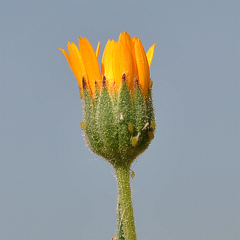 Image of Calendula persica specimen.