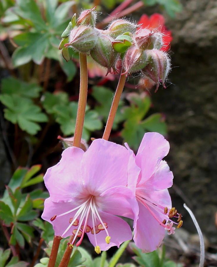 Image of Geranium dalmaticum specimen.