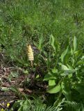 Orobanche grossheimii. Цветущее растение, паразитирующее на Cephalaria sp. Карачаево-Черкесия, Теберда, гора Лысая. 29.05.2013.