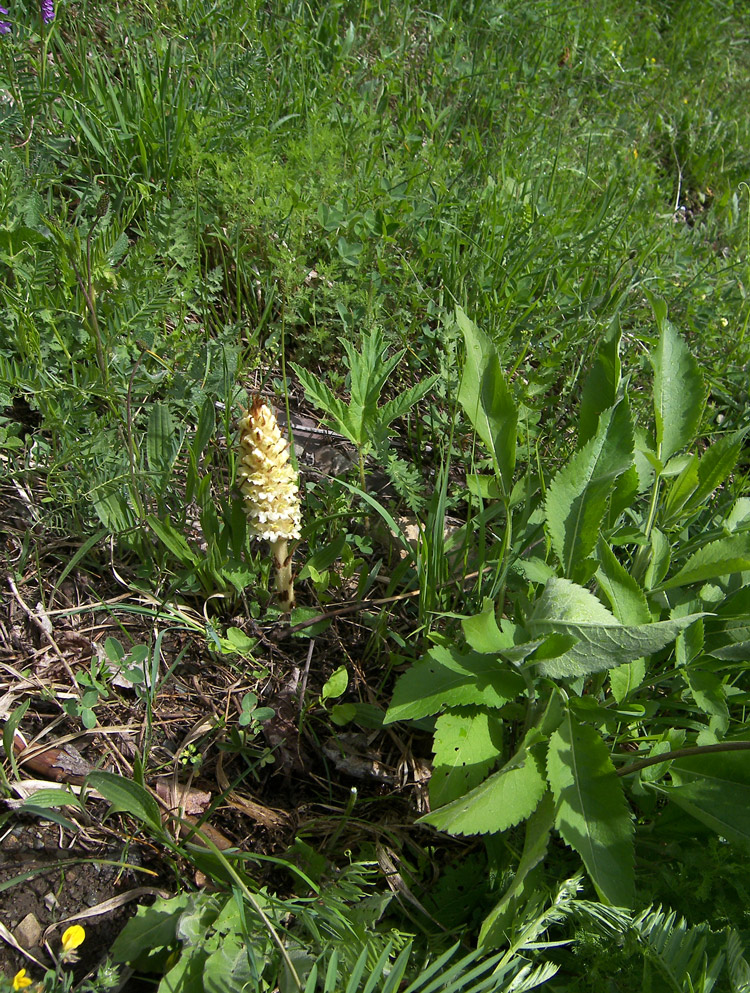 Image of Orobanche grossheimii specimen.