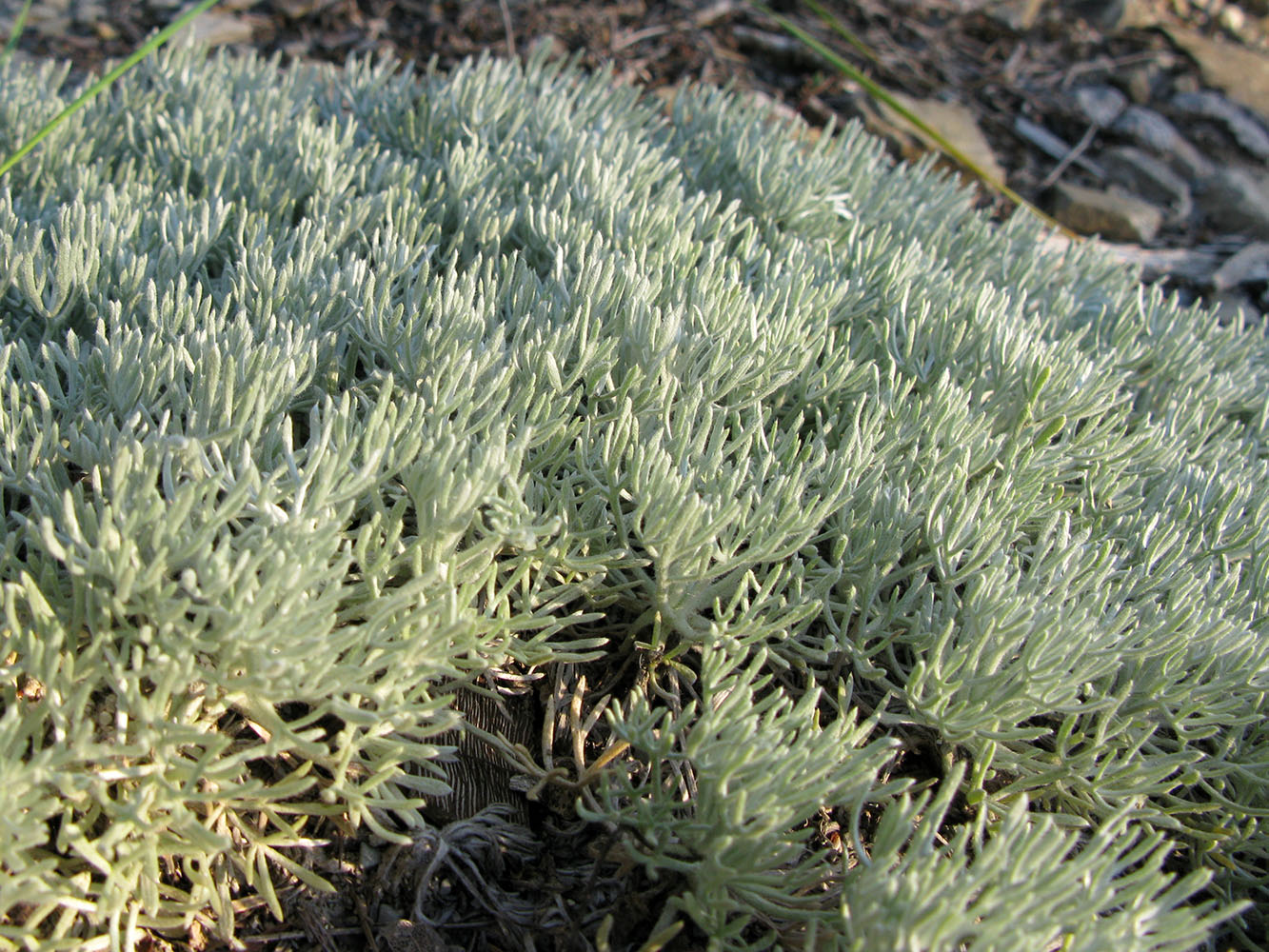 Изображение особи Artemisia caucasica.