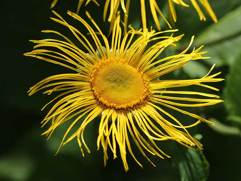 Image of Telekia speciosa specimen.