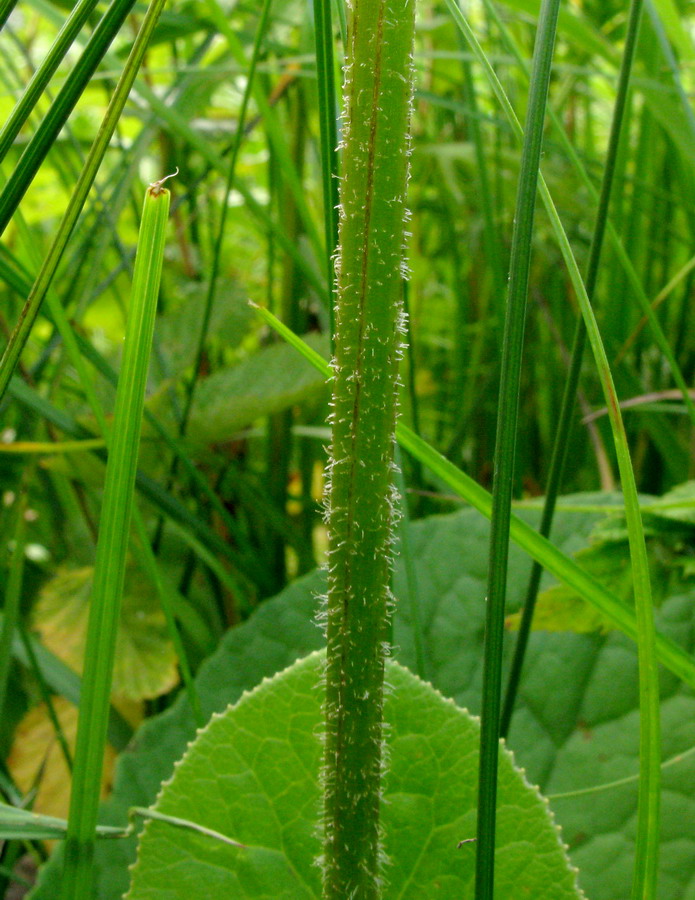 Image of Ligularia abakanica specimen.