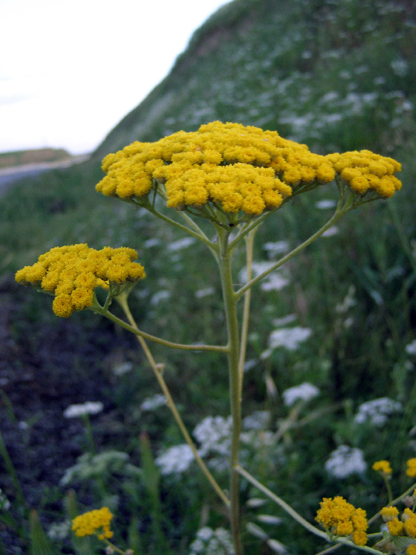 Image of Handelia trichophylla specimen.