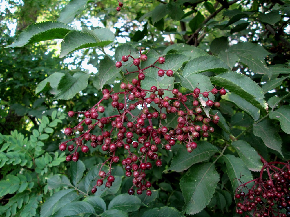 Image of Sambucus nigra specimen.