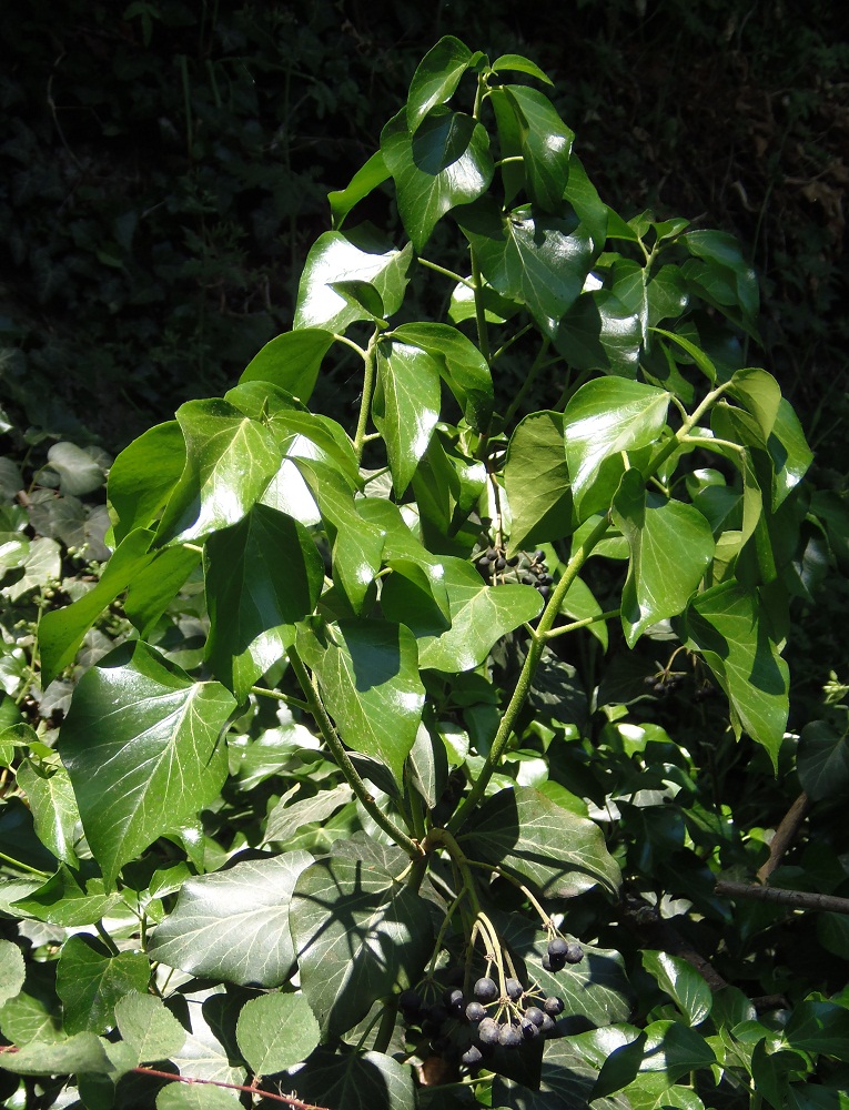 Image of Hedera helix specimen.