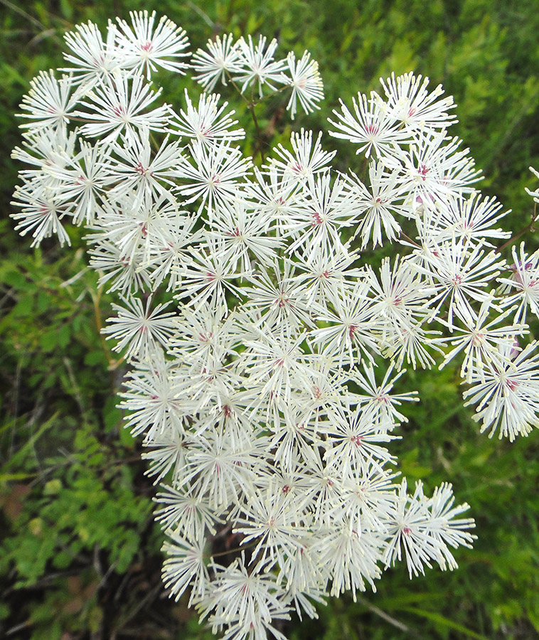 Image of Thalictrum contortum specimen.