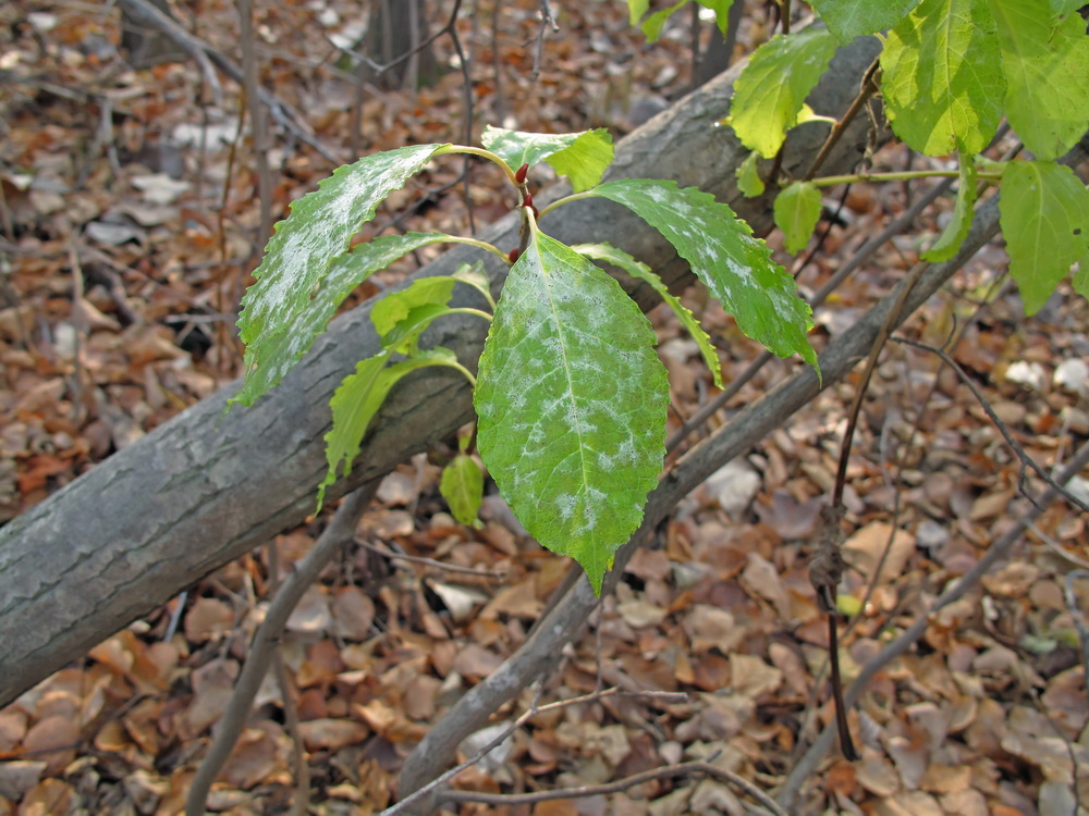 Image of genus Salix specimen.