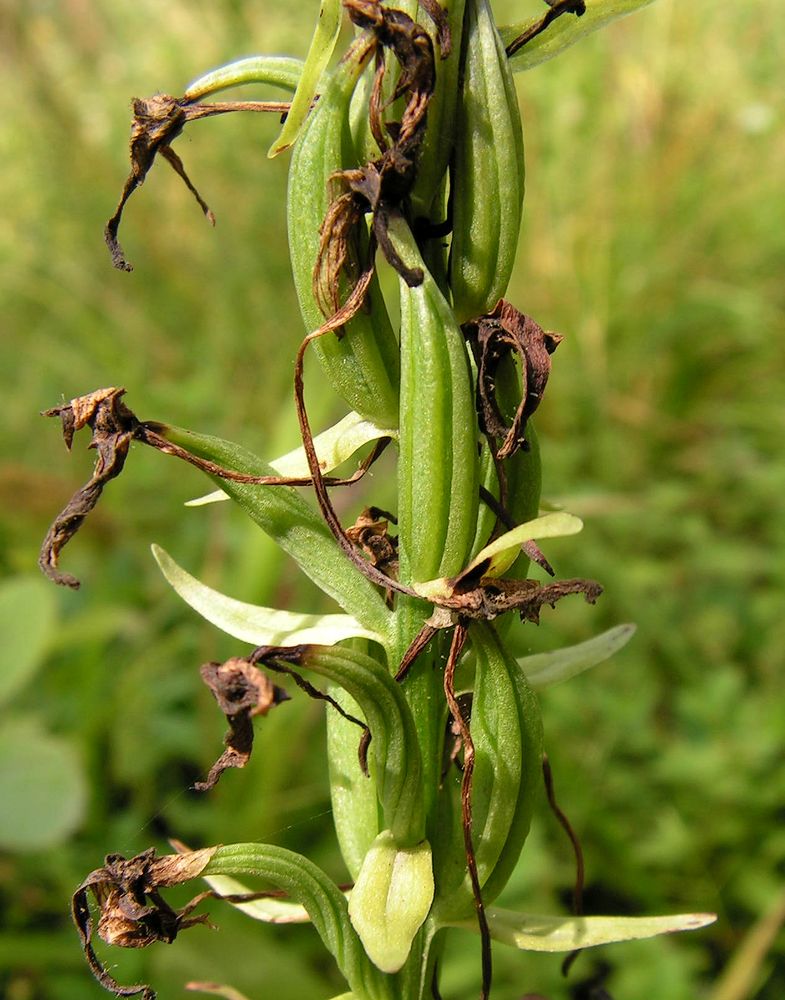 Image of Platanthera metabifolia specimen.