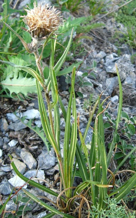 Image of Saussurea schanginiana specimen.