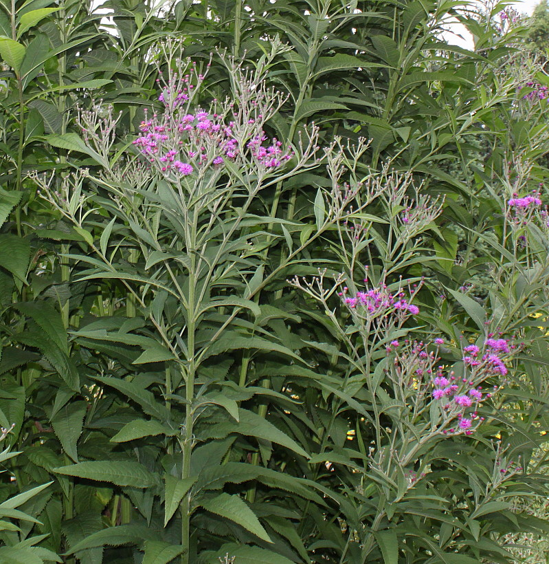 Image of Vernonia arkansana specimen.