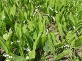 Convallaria majalis. Цветущие растения. Московская обл., Талдомский р-н. 22.05.2010.