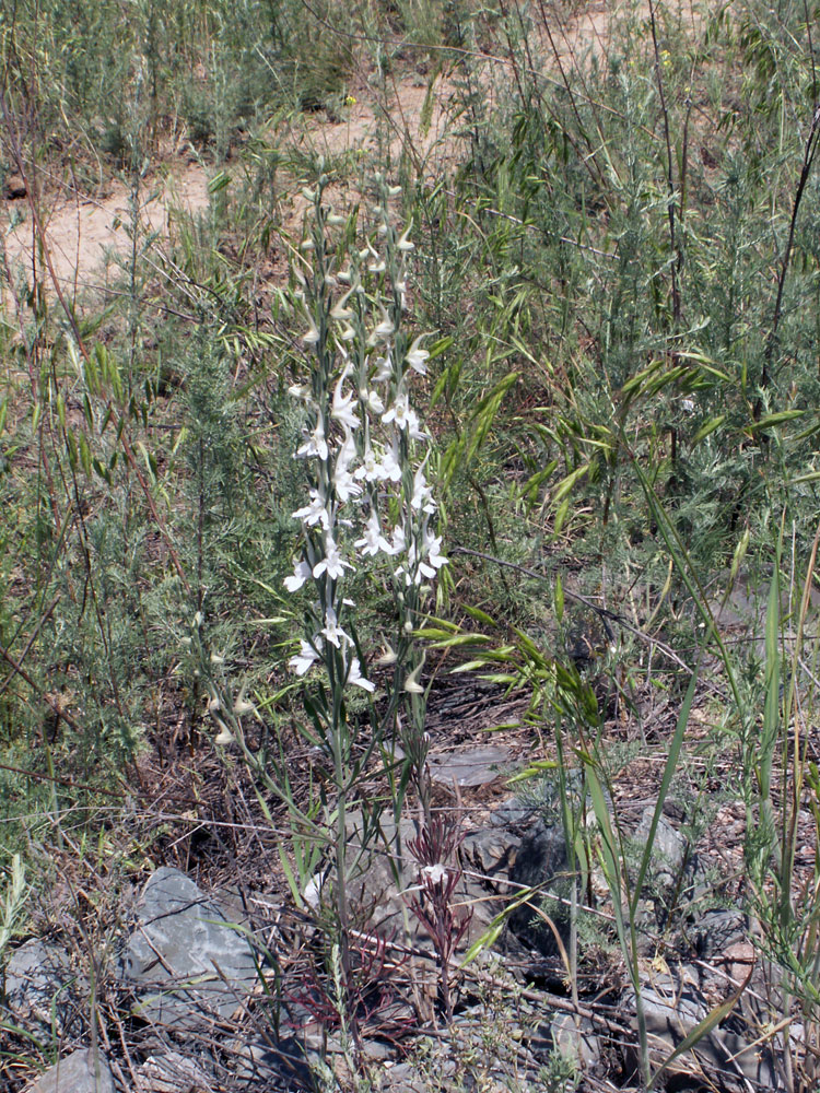 Изображение особи Delphinium rugulosum.